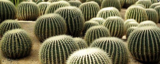 仙人球的介绍及特点 仙人球的养护特点