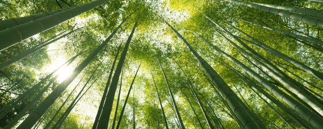 海竹是什么 海竹的简介
