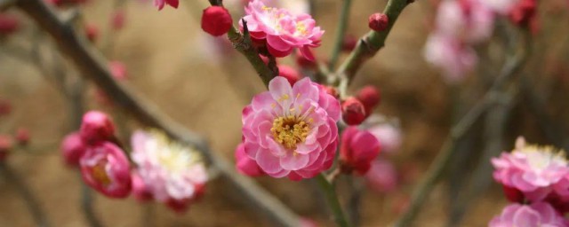 梅花是什么季节 梅花简介