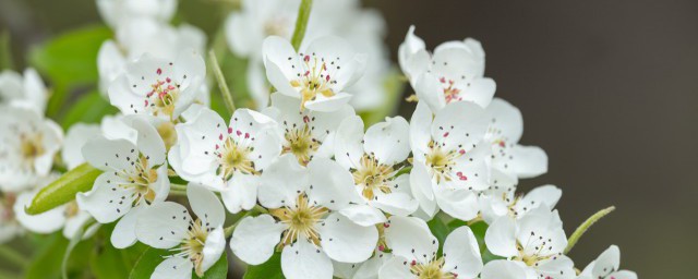 白樱花和梨花的区别 白樱花和梨花有哪些区别