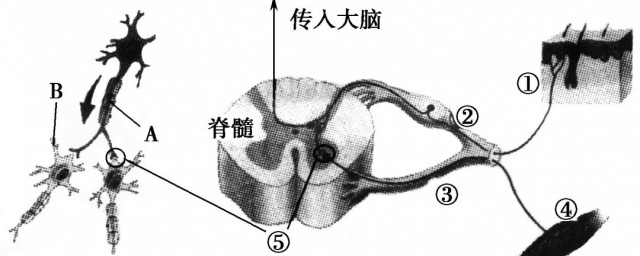 反射弧各部分具体组成是什么 反射弧简介