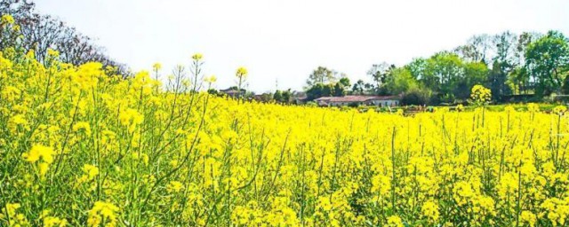 油菜花可以吃吗 油菜花可不可以吃