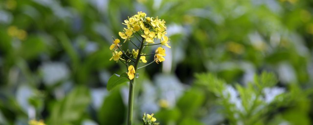 油菜花名称 油菜花的介绍