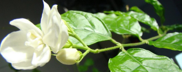 茉莉花的气味是什么 茉莉花的气味是如何样的呢