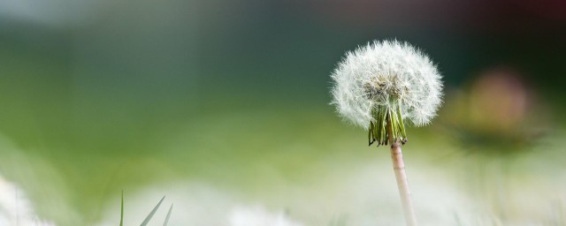 蒲公英别名有哪些 蒲公英的简介