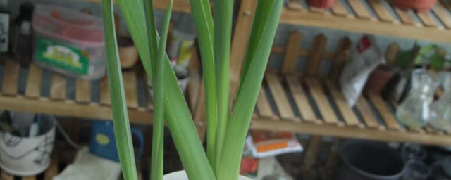 风信子种植土培注意事项 风信子种植土培注意事项有哪些