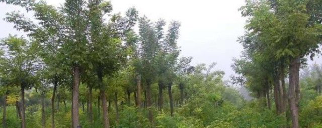 国槐的种植方法和注意事项 国槐的种植方法和注意事项有哪些