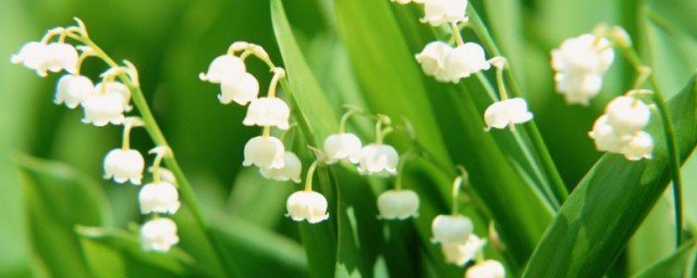 风铃花种植方法和注意事项 风铃花怎么种