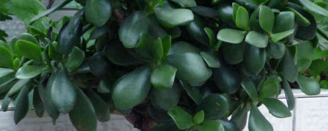 金钱叶盆栽种植方法和注意事项 金钱叶盆栽种植方法和注意事项 是什么