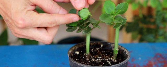 富贵叶的种植方式和注意事项 种植富贵叶需要注意什么