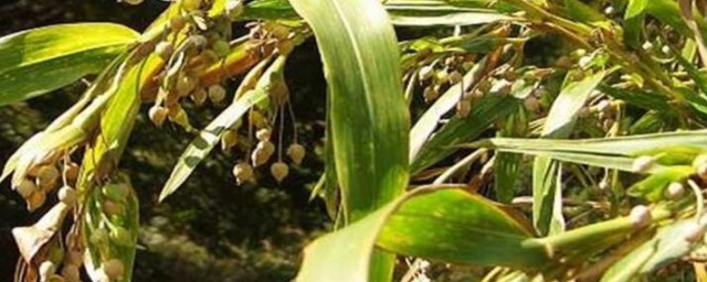 薏仁米种植方法和注意事项 薏仁米种植方法和注意事项是怎样的