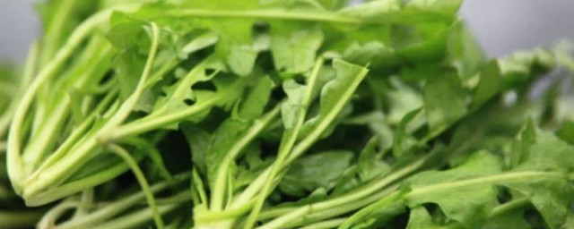 芨芨菜的功效与作用及忌讳症 芨芨菜能治什么病