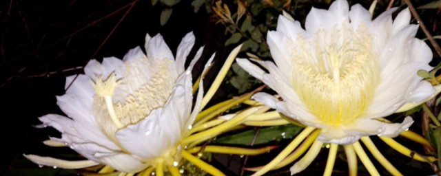 昙花的种植方法及注意事项 昙花的种植方法及注意事项简单介绍