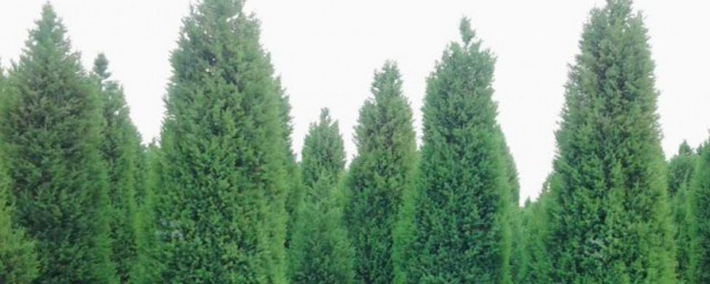 种植桧柏注意事项 种植桧柏需要注意什么
