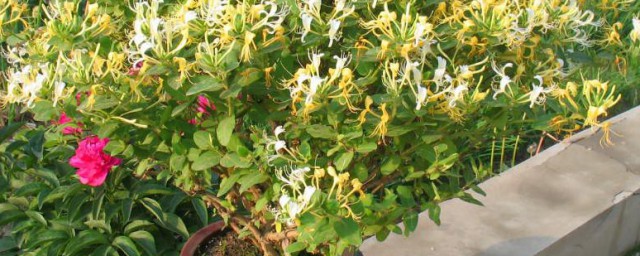金银花家庭种植注意事项 金银花在家怎么种植
