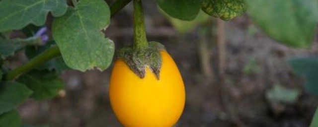 太空植物有什么好处 太空植物的优点是什么