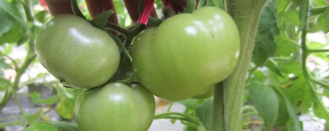 胰岛果种植应注意事项 胰岛果种植要注意什么