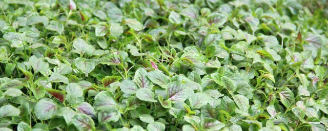 春菜的种植方法与注意事项 春菜怎么种植