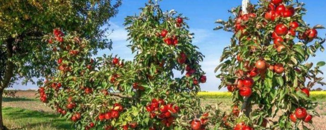 果园种植注意事项 果园种植需要注意什么