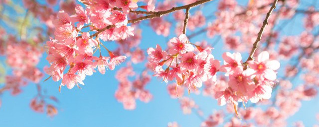 写樱花最出名的诗句 写樱花最出名的诗句精选