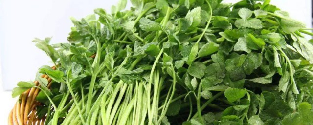 金花菜怎么炒才会嫩 金花菜怎么炒
