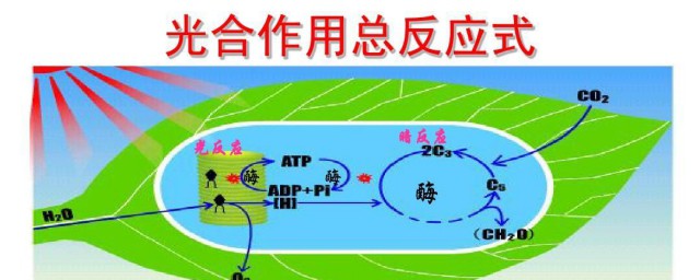 光和作用的暗反应场所 光和作用的暗反应场所在哪里