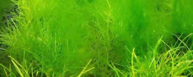 为什么水绵是藻类植物 水绵简单介绍