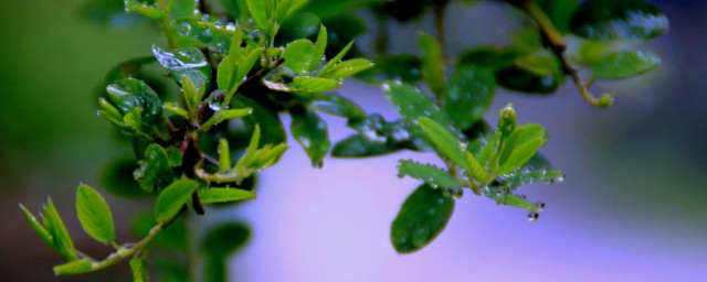 春雨绵绵是什么意思 春雨绵绵的意思简介