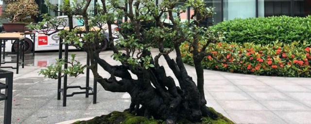 黑骨香如何种植 黑骨香的种植技术