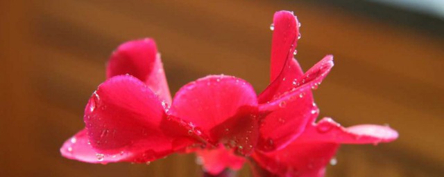 仙鹤来花有毒吗 仙鹤来花有没有毒