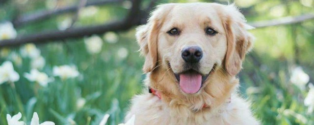 金毛犬怎么养跟训练 金毛犬怎么养跟训练的方法