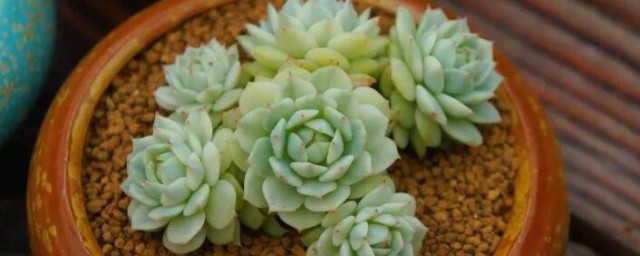 胖娃娃植物能放室内吗 胖娃娃植物能不能放室内