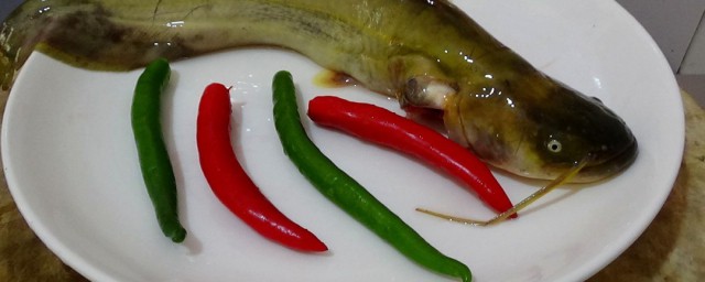 鲶鱼怎样去腥 鲶鱼去腥的办法