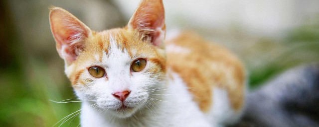 猫咪打喷嚏是如何回事 猫咪为什么会打喷嚏