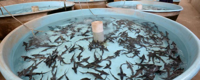 鲟鱼养殖方法有哪些 鲟鱼怎么养殖
