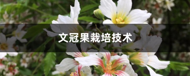 怎么种植文冠果树 文冠果树怎样培育幼苗
