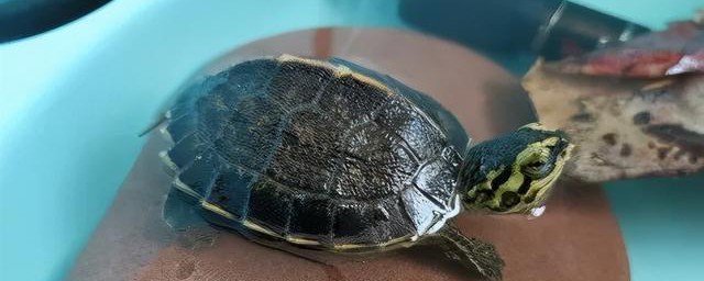 如何饲养乌龟 饲养乌龟的技巧