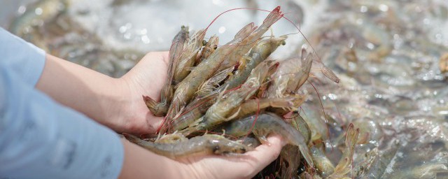 炒干锅虾的做法 炒干锅虾怎么做