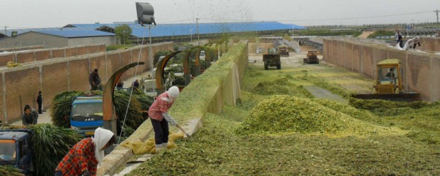 请问给牛做青储草料如何做 青储草料具体制作次序