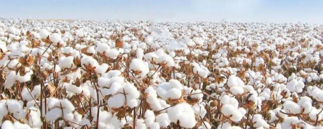 关于新疆棉花的6个事实 新疆棉花的6个事实是如何的