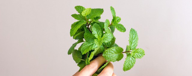 薄荷炒瘦肉的正确方法 薄荷炒瘦肉的烹饪方法