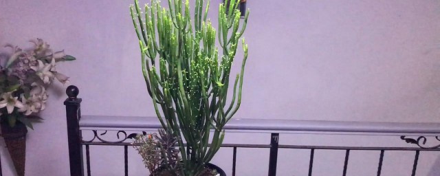 光棍树怎样砍头繁殖 光棍树怎么砍头繁殖