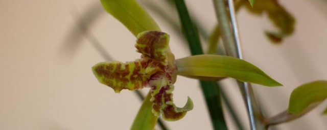 兰花防虫最简单的方法 兰花如何防虫