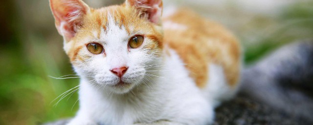 被没打疫苗的猫抓破皮怎么处理 被猫抓伤破皮没出血怎么办