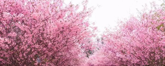 樱花校园模拟器窍门 :樱花校园模拟器的技巧