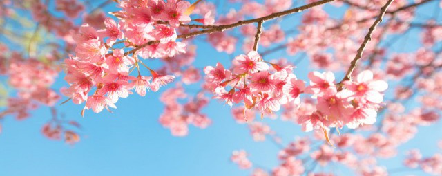 关于樱花的唯美诗句 关于樱花的唯美诗句有哪些