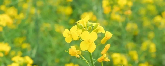 描写油菜花的诗句 描写油菜花的诗句有什么