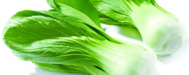 上海青是白菜还是油菜 上海青介绍