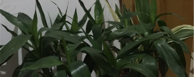 富贵竹如何生根快 让富贵竹快速生根的技巧