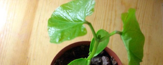魔豆怎么种植 魔豆的种植技巧